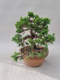 Bonsai Juniperus chinensis itoigawa shohin