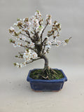 Bonsai Prunus tomentosa