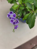 Bonsai duranta erecta