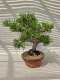 Bonsai Pinus thunbergii