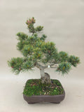 Pinus parviflora
