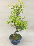 Bonsai callicarpa