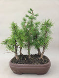 Bonsai Wald Lärche decidua