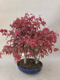 Bonsai Acer palm. Deshojo