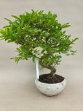 Bonsai liguster