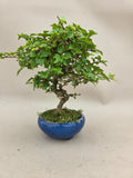 Bonsaï Premna japonica shohin