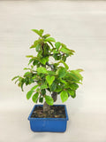 Bonsai Cheanomelis Shohin
