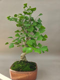 Ginkgo biloba
