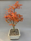 Bonsai Acer palmatum Katsura