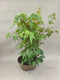 Bonsaï Acer palmatum bos