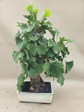 Ginkgo biloba