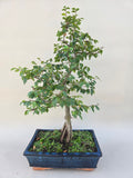 Bonsai minor