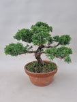 Bonsai Juniperus chinensis