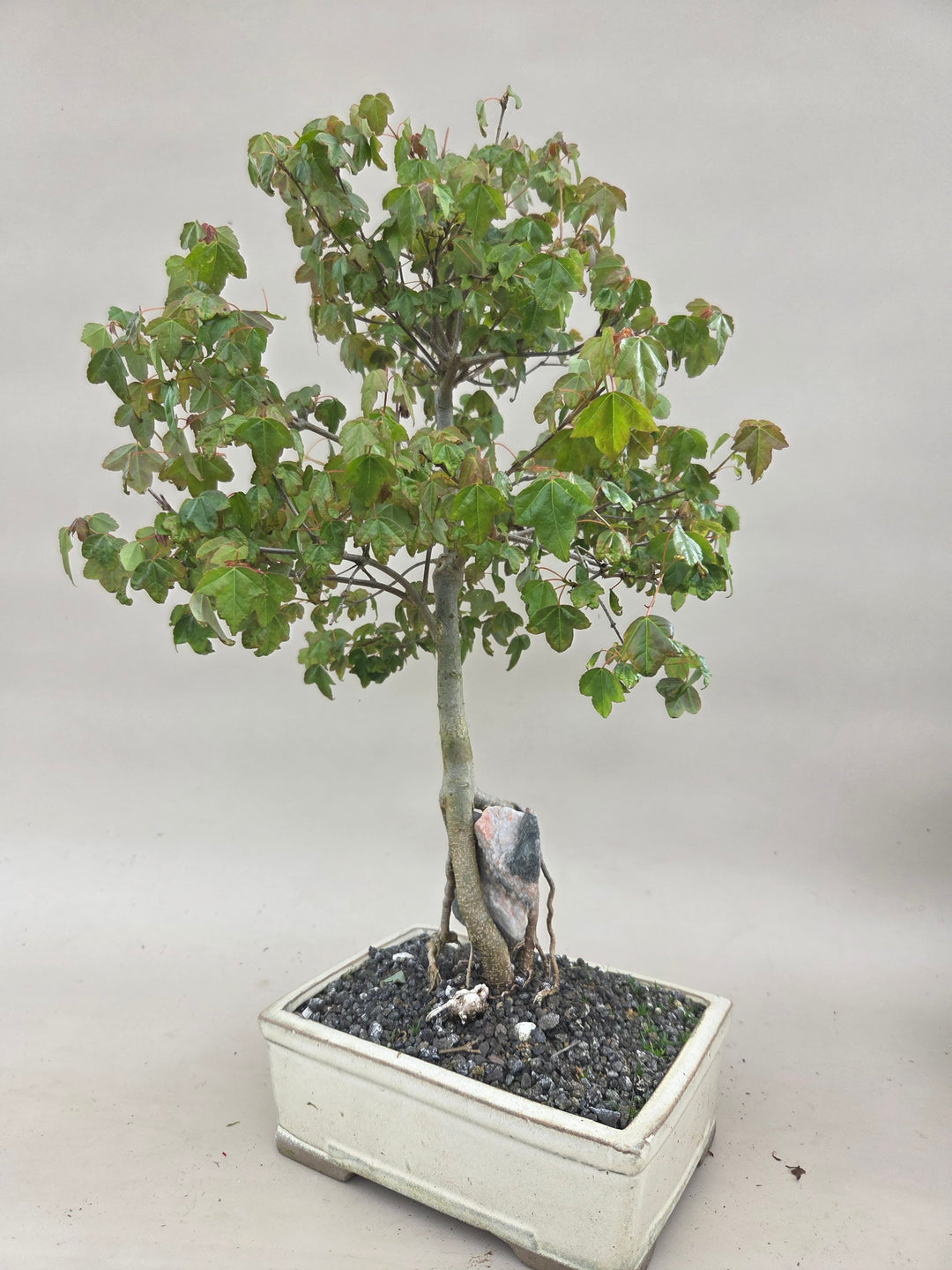 Bio green biologische Flüssig-Bonsai-Nahrung – Bonsai winkel