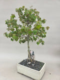 Acer Beurgerianum op rots
