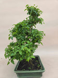 Bonsai Liguster