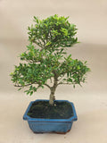 Bonsai Ilex crenata