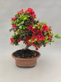 Bonsai Azalea