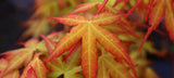 acer palmatum allens gold