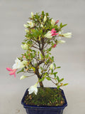 Azalée Bonsaï Kotaro