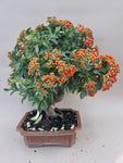 Bonsai Vuurdoorn oranje bes