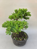Bonsai Juniperus procumbens nana
