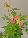 acer palmatum phoenix