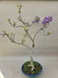 Bonsai wisteria
