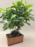 Bonsai Malus evereste