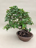Bonsai Ulmus parvifolia