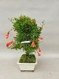 Bonsaï Punica granatum