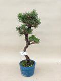 Bonsai Pinus thunbergii