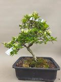Bonsai Azalea zenbazuru
