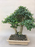 Bonsai Liguster