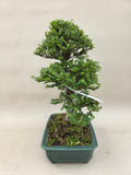 Bonsai Ulmus parvifolia seiju