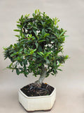 Bonsai Vuurdoorn oranje bes