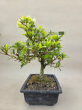 Bonsai Azalea zenbazuru