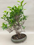 Bonsaï ficus