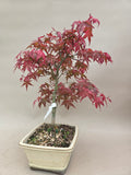 Bonsai Acer palm. Deshojo