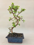 Bonsai portacularia