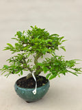 Bonsai liguster