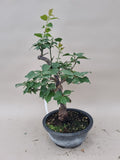 prunus mume of abrikoos