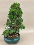 Bonsai Juniperus chinensis