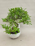Bonsai liguster
