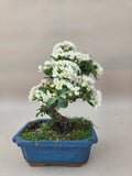Bonsai Malus floribunda