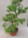 Bonsai pinus sylvestris