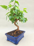 Bonsai-Maulbeere