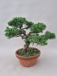 Bonsai Juniperus chinensis