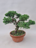 Bonsai Juniperus chinensis