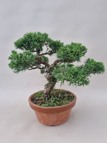 Bonsai Juniperus chinensis